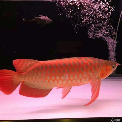 養龍魚數量與風水有關嗎：養龍魚數量與風水有關嗎？