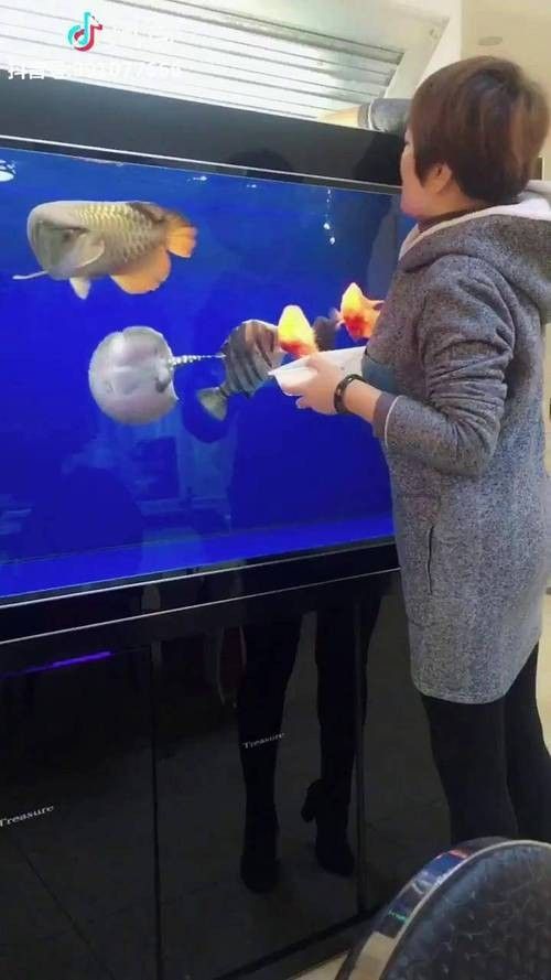 龍魚虎魚混養(yǎng)小時候喂什么好