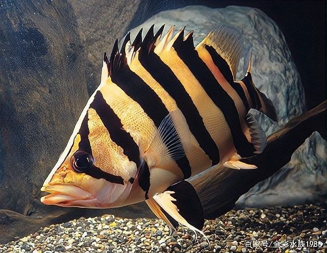 龍魚虎魚混養(yǎng)小時候喂什么好