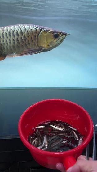 龍魚虎魚混養(yǎng)小時候喂什么好