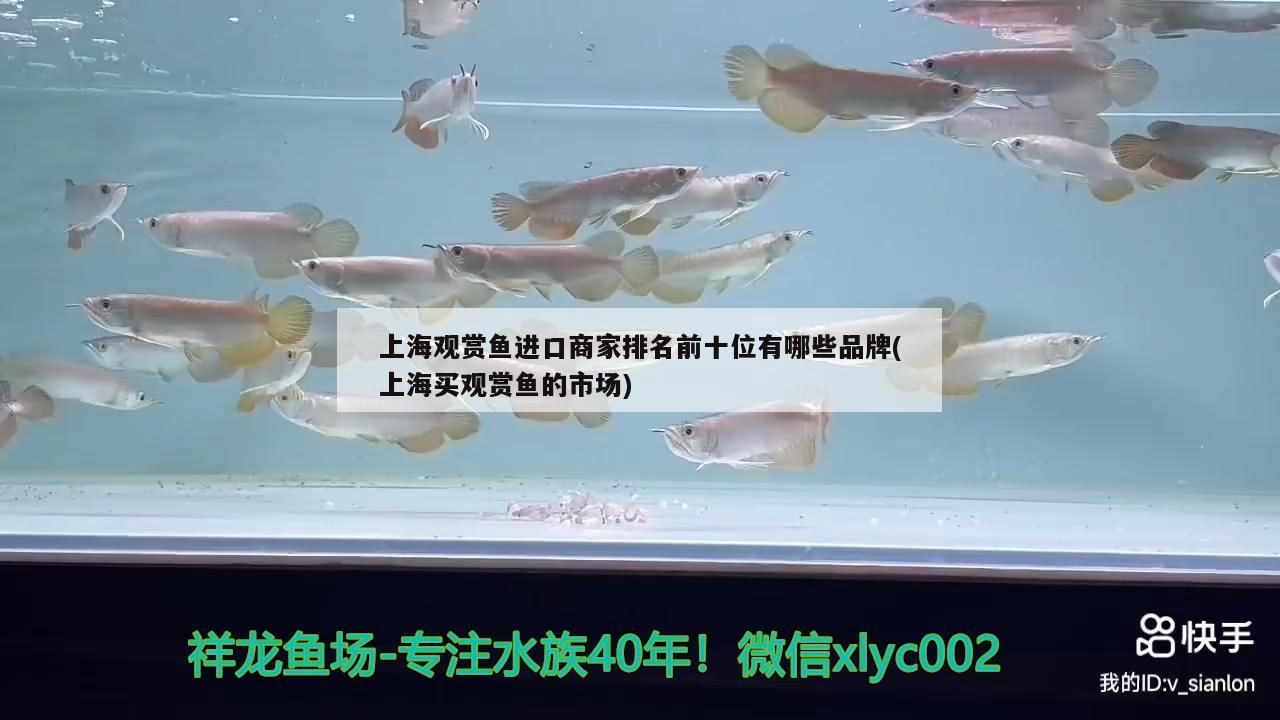 點金龍魚怎么養(yǎng) 龍魚百科 第2張 點金龍魚怎么養(yǎng) 點金龍魚怎么養(yǎng) 龍魚百科 第2張