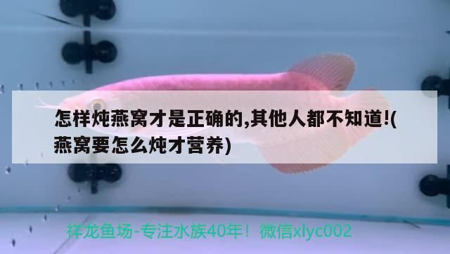 點金龍魚怎么養(yǎng) 龍魚百科 第1張 點金龍魚怎么養(yǎng) 點金龍魚怎么養(yǎng) 龍魚百科 第1張