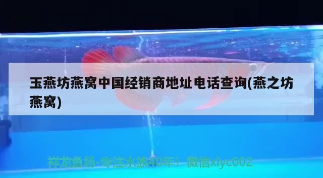 點金龍魚怎么養(yǎng) 龍魚百科 第3張 點金龍魚怎么養(yǎng) 點金龍魚怎么養(yǎng) 龍魚百科 第3張
