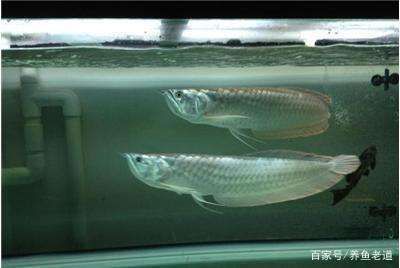 龍魚過缸怎樣處理好：龍魚過缸后水質(zhì)如何處理