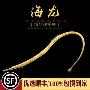 紅龍魚老是趴缸子怎么回事（紅龍魚趴缸怎么辦）