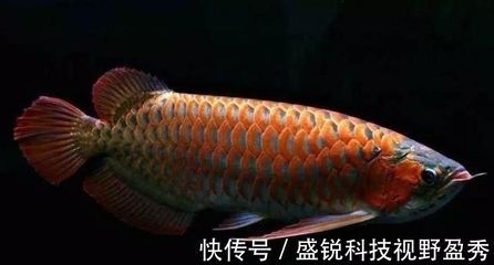 紅龍魚老是趴缸子怎么回事（紅龍魚趴缸怎么辦）