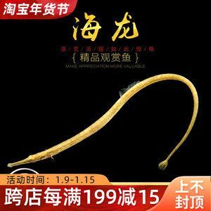 紅龍魚老是趴缸子怎么回事（紅龍魚趴缸怎么辦）