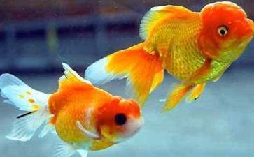 魚類金龍魚外貌介紹怎么寫的：魚類金龍魚外貌介紹