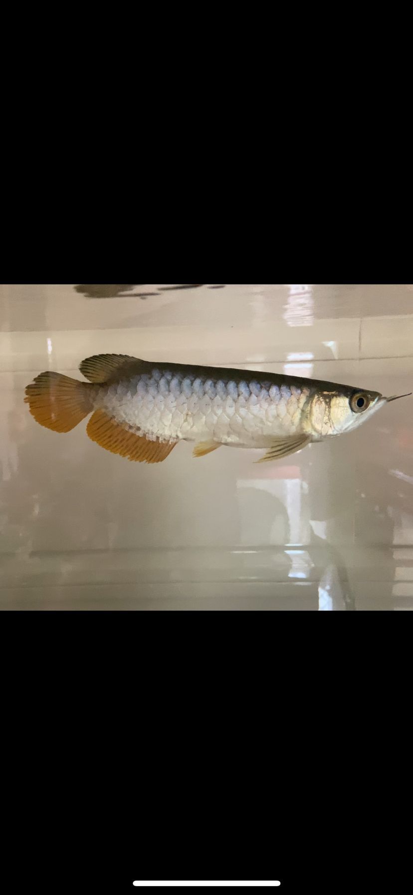 魚缸改造底濾出水口怎么安裝視頻（古法養(yǎng)魚用什么石子鋪底最好）