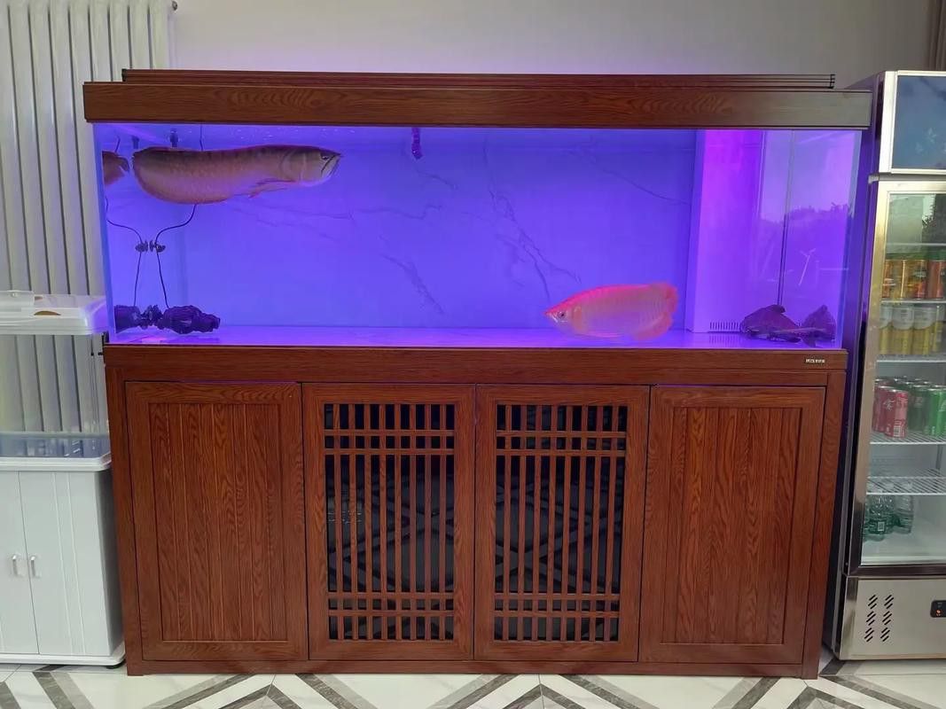 如何選擇適合金龍魚的白缸？