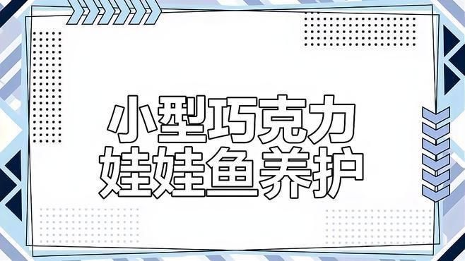 巧克力娃娃魚適合哪些混養環境？