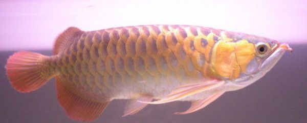 金龍魚一天不打氧會怎么樣：金龍魚一天不打氧會對健康產生影響嗎，一天不打氧會怎么樣