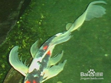 龍鳳鯉魚適宜的水溫范圍：龍鳳鯉魚冬季保溫方法，夏季魚缸降溫技巧