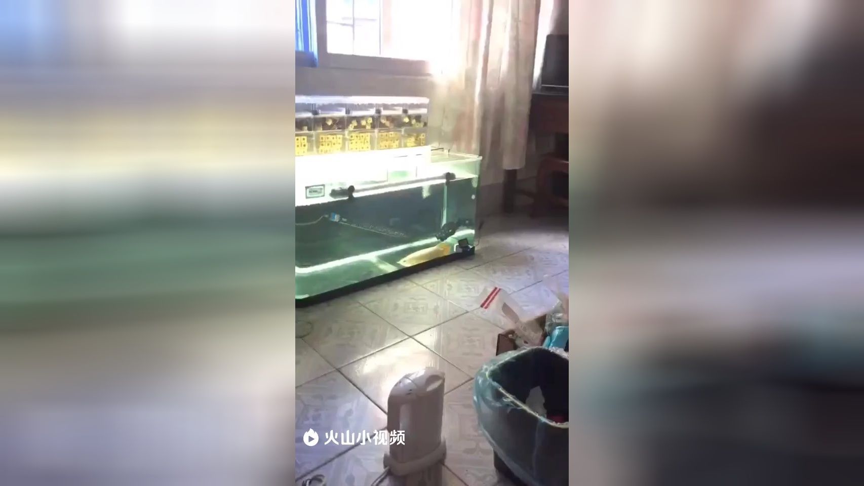 龍魚趴缸底是怎么回事：關于龍魚趴缸底的詳細解釋和解決方法