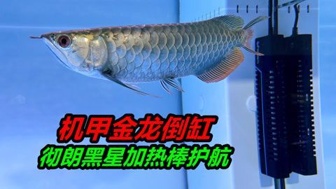 金龍魚斷尾多久能長好？：金龍魚斷尾后多久能長好