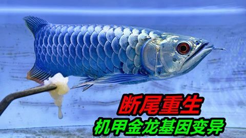 金龍魚斷尾多久能長好？：金龍魚斷尾后多久能長好
