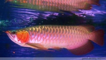 龍魚咬龍魚是什么原因引起的：龍魚咬龍魚的原因