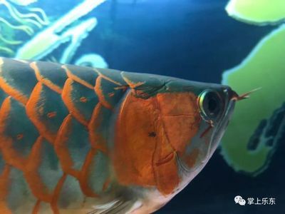 龍魚咬龍魚是什么原因引起的：龍魚咬龍魚的原因