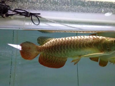 紅龍魚跟金龍魚哪個好釣：探討紅龍魚和金龍魚哪個好釣