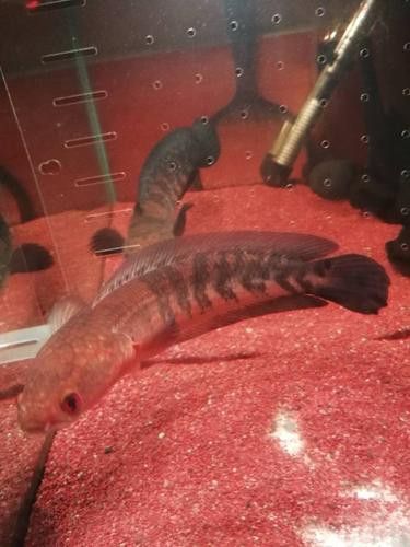 紅色雷龍魚圖片高清壁紙