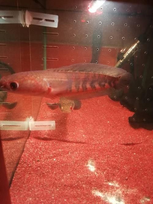 紅色雷龍魚圖片高清壁紙