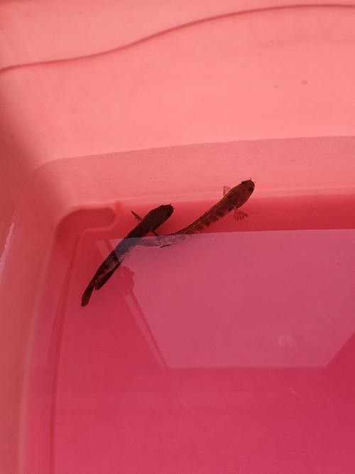 紅色雷龍魚圖片高清壁紙