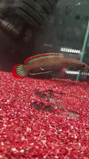 紅色雷龍魚圖片高清壁紙