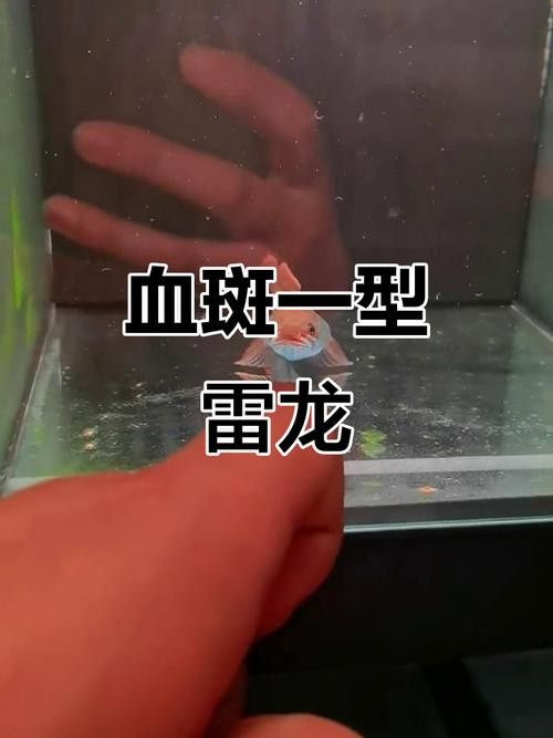 紅色雷龍魚圖片高清壁紙