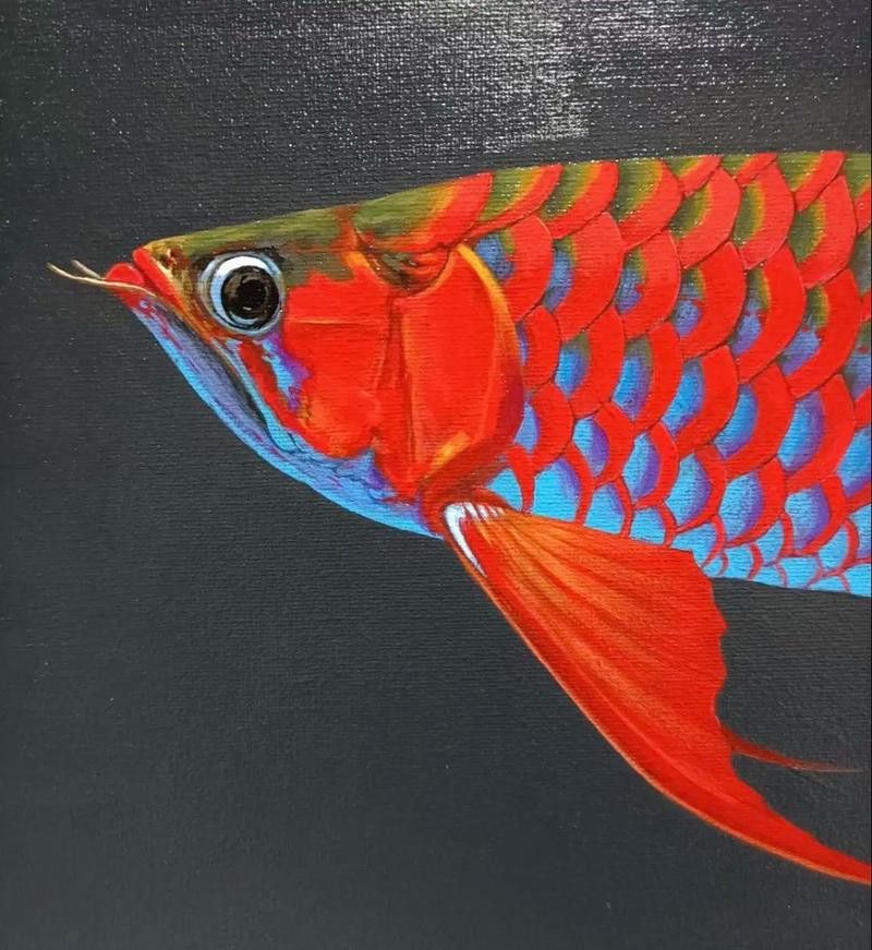 紅色雷龍魚圖片高清壁紙