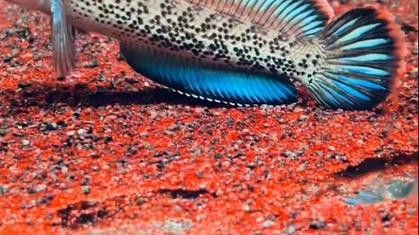 紅色雷龍魚圖片高清壁紙