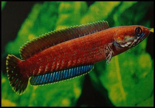紅色雷龍魚圖片高清壁紙