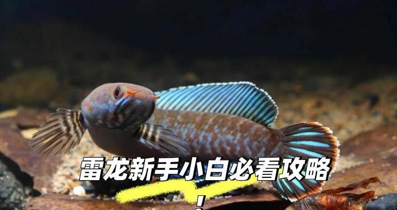 紅色雷龍魚圖片高清壁紙