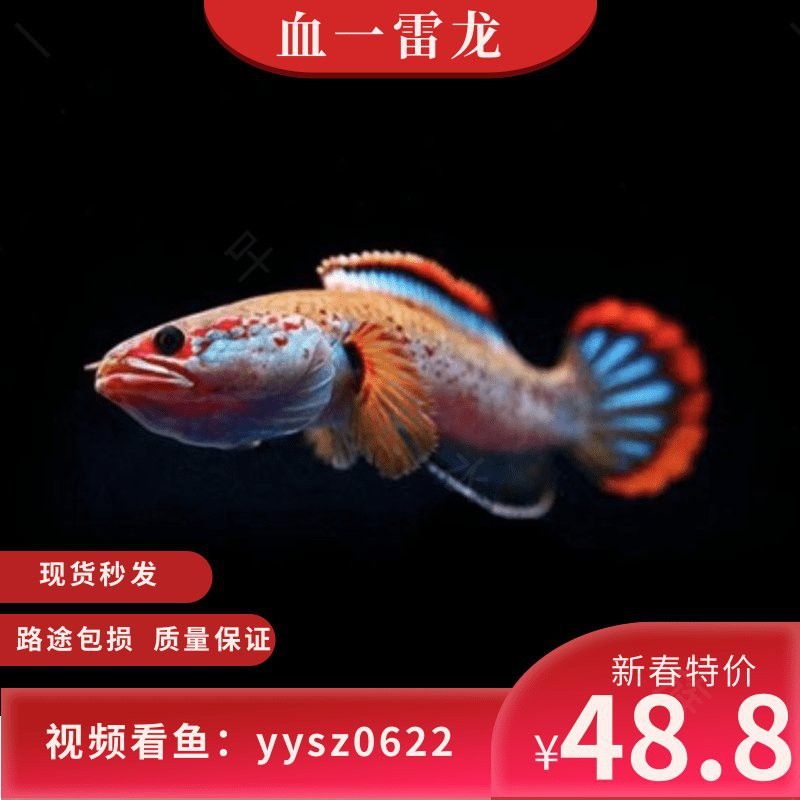 紅色雷龍魚圖片高清壁紙