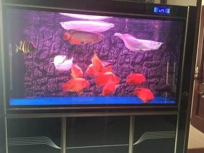 一條龍魚配幾條魚好看：一條龍魚配幾條魚好看，混養(yǎng)時(shí)需要注意以下幾點(diǎn)