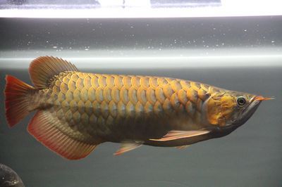 龍魚換水要困幾天：龍魚換水需要困幾天，龍魚換水操作的注意事項