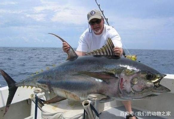 飛龍魚百科：越南飛龍魚的做法
