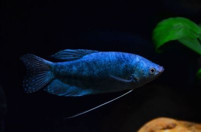 龍魚只喂飼料能長大嗎：探討龍魚單一飼料喂養對成長的影響
