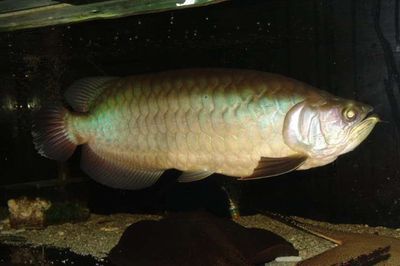 廣州哪有賣青龍魚？（廣州賣青龍魚的地方推薦）