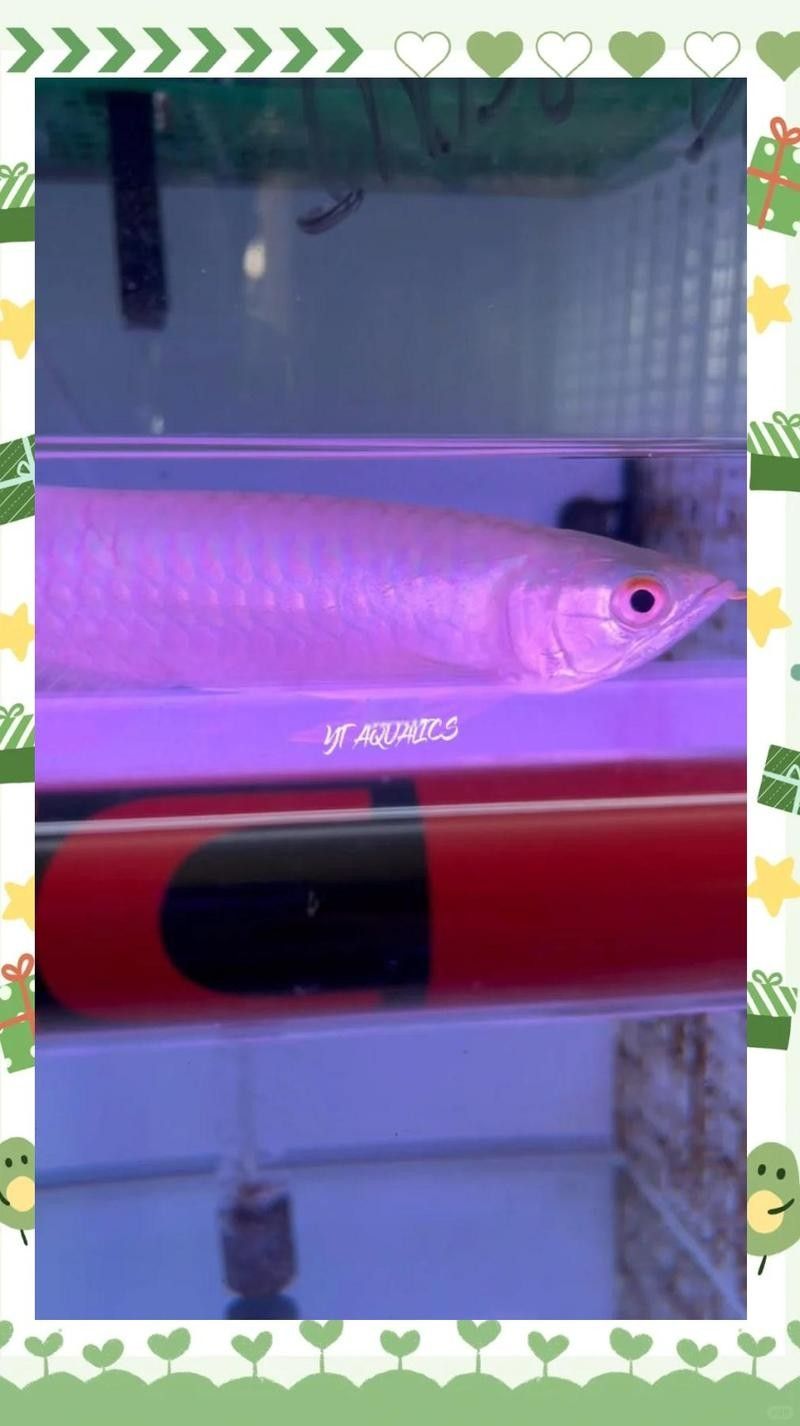 馬來西亞紅龍魚為什么便宜呢