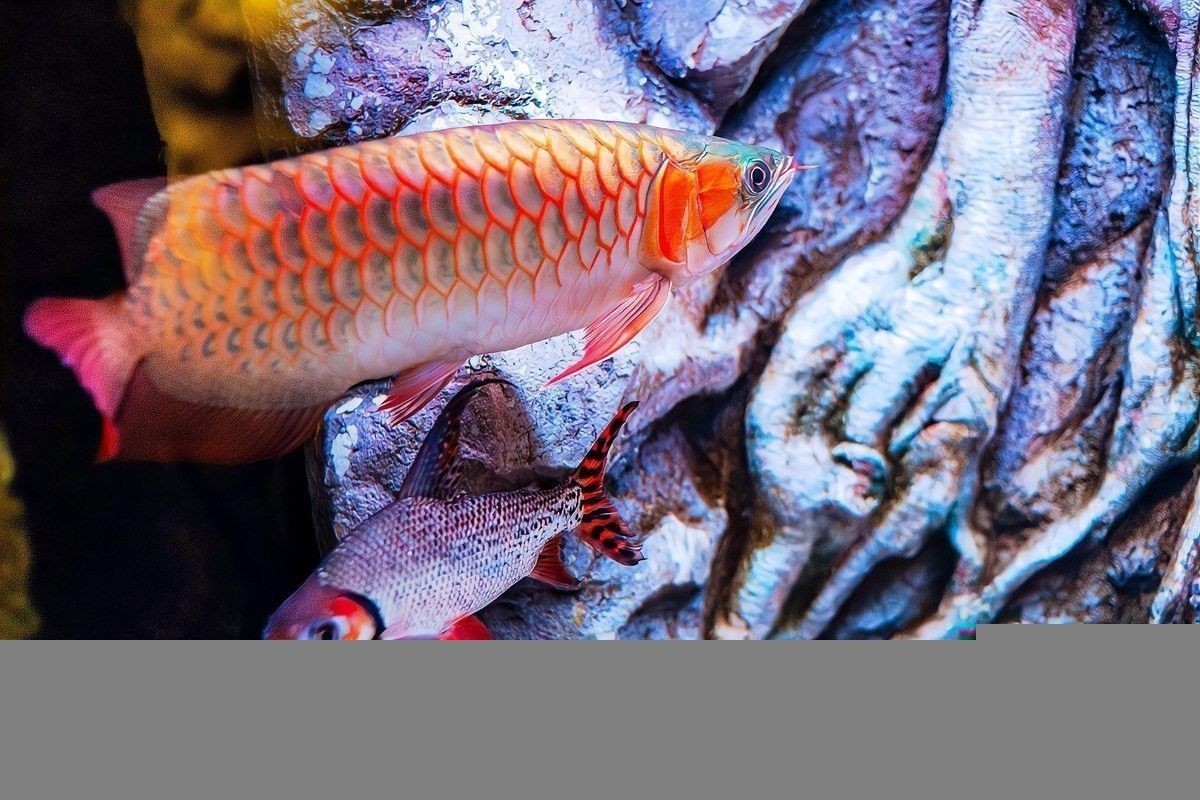 馬來西亞紅龍魚為什么便宜呢