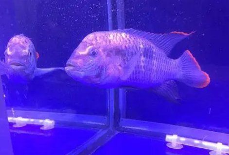 藍面財神魚能長多少厘米