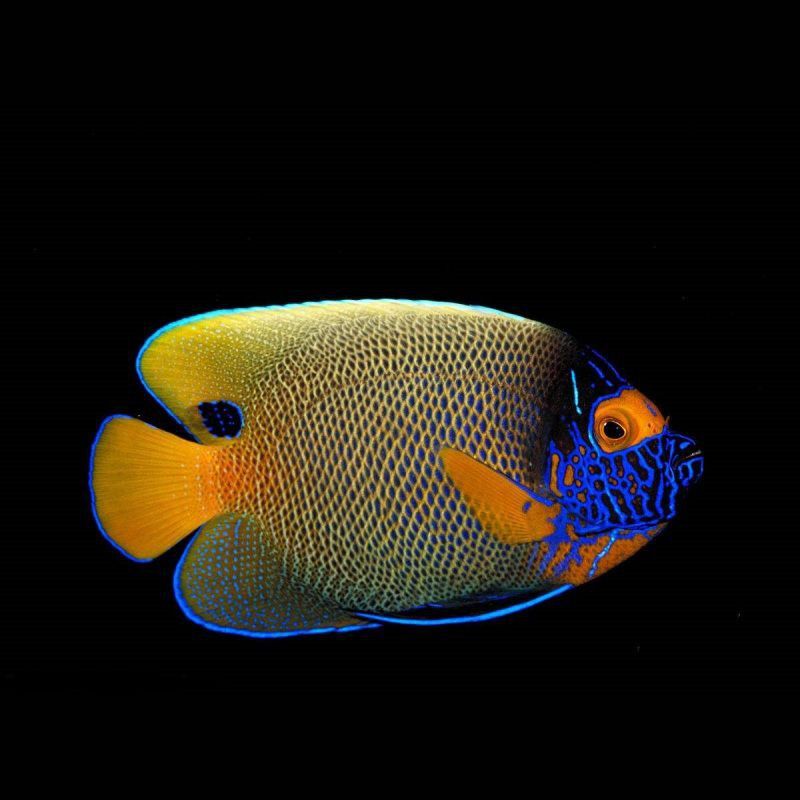 藍面財神魚能長多少厘米