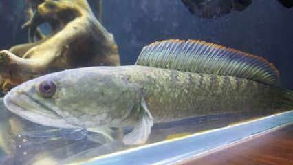 雷龍魚貼吧（雷龍魚養(yǎng)殖貼吧推薦）