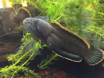 雷龍魚貼吧（雷龍魚養(yǎng)殖貼吧推薦）