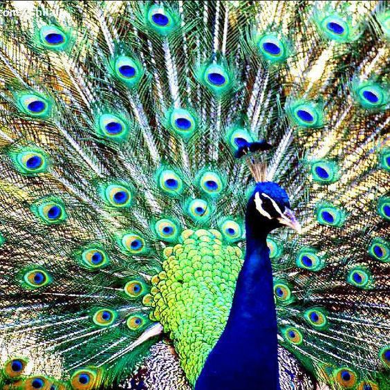 孔雀有什么本領和特點