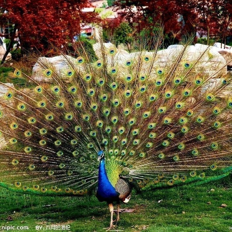 孔雀有什么本領和特點
