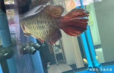 金龍魚(yú)頭朝下怎么治療，金龍魚(yú)頭朝下可能是由于多種原因引起金龍魚(yú)的恢復(fù)能力