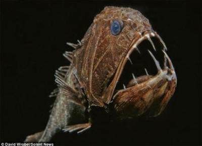有長不大的龍魚嗎：龍魚的壽命和體型