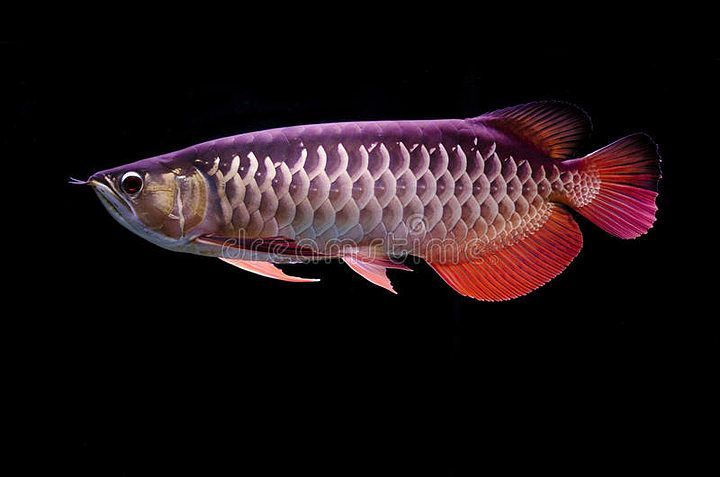 黑底養(yǎng)的金龍魚能長多大：黑底養(yǎng)殖的金龍魚能長多大