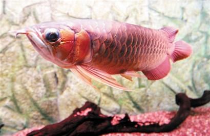 紅龍魚用什么燈養比較好：紅龍魚養殖燈具的選擇